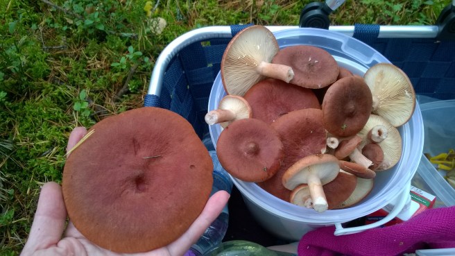 Lactarius rufus (Kangasrousku)
