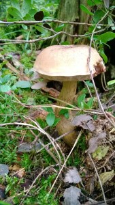 3. Tylopilus felleus (Sappitatti) is wood rottening mushroom.