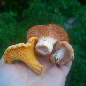 Same mushrooms from the other side. Notice the difference between ridges and teeth below the cap.