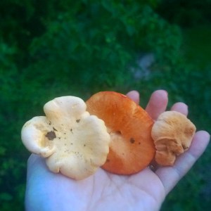 From left to right: Chanterelle (kantarelli), hydnum rufescens (rusko-orakas) and hydnum repandum (vaaleaorakas)